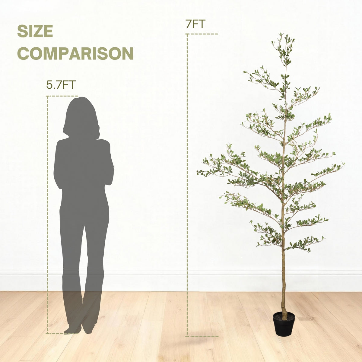 Size comparison of a potted plant with a person's silhouette and measurements on a white background.