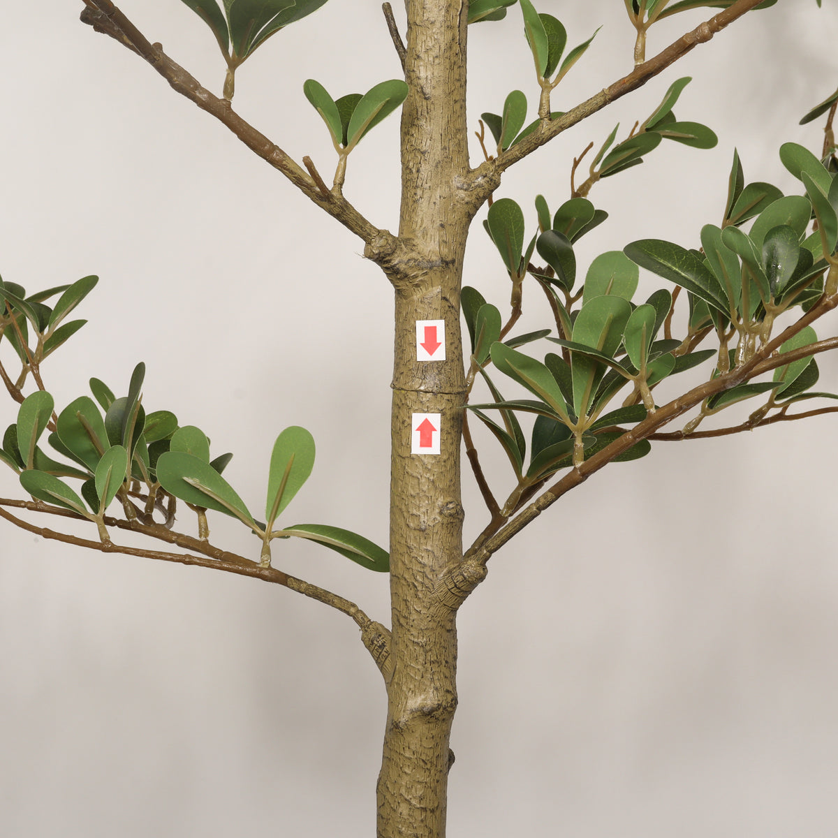 Tree with a label on its trunk against a plain background