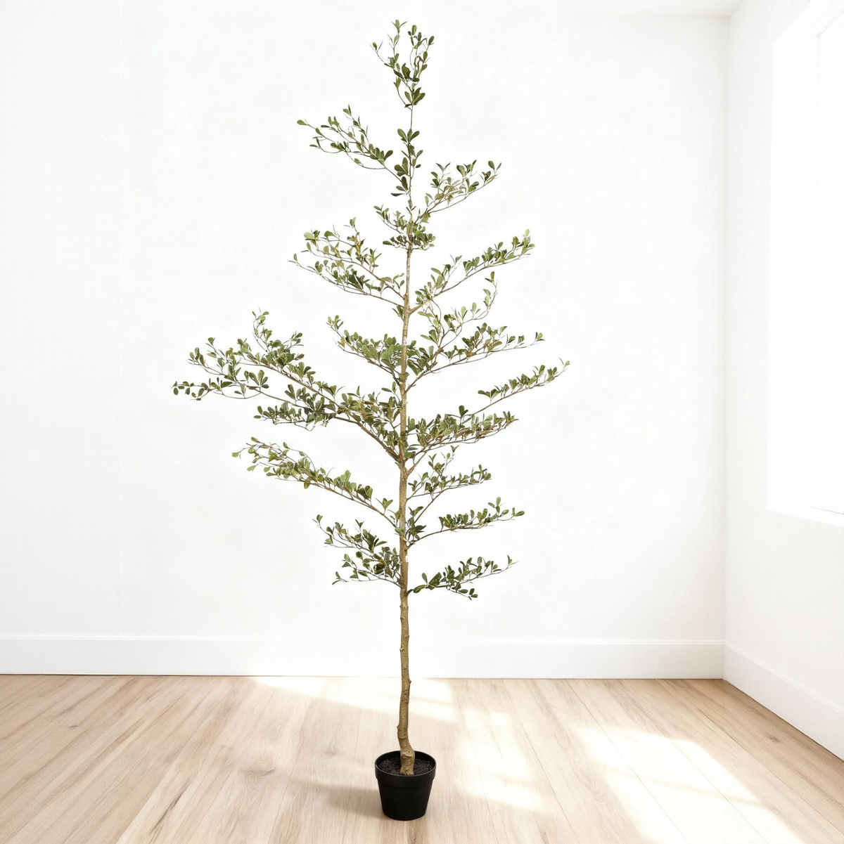 Potted tree in a room with white walls and wooden floor